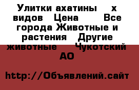 Улитки ахатины  2-х видов › Цена ­ 0 - Все города Животные и растения » Другие животные   . Чукотский АО